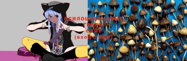 стаф Верея